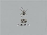 藏品(膜翅目(蜂))的圖片